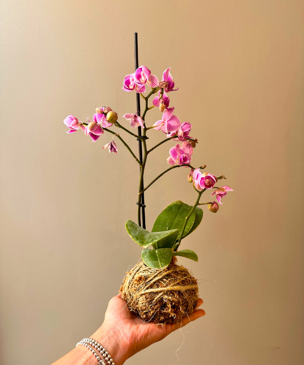 Orquídea en Kokedama 🌿