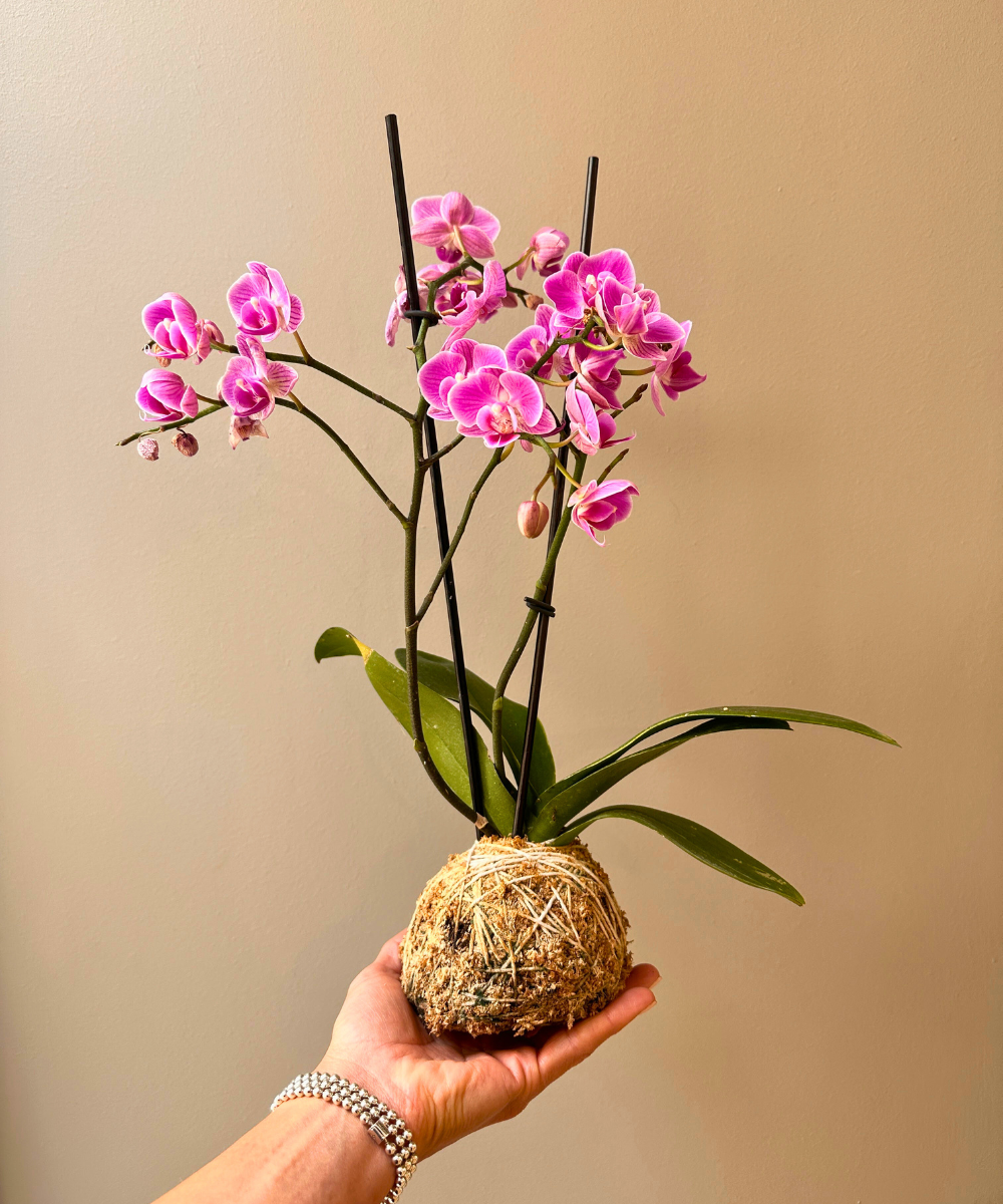 Orquídea en Kokedama 🌿