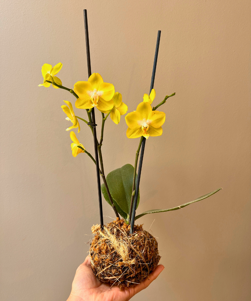 Orquídea en Kokedama 🌿