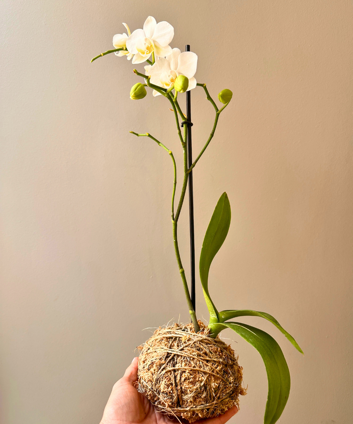 Orquídea en Kokedama 🌿