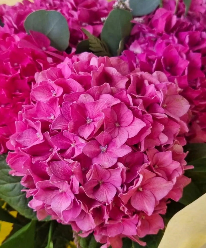 Hortensias